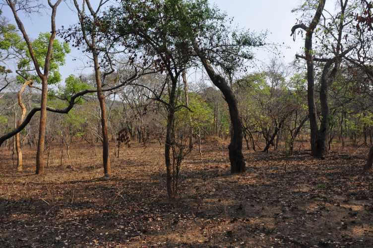 Enlarged view: Intact Miombo woodland