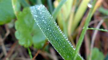 Dew on grass leaf